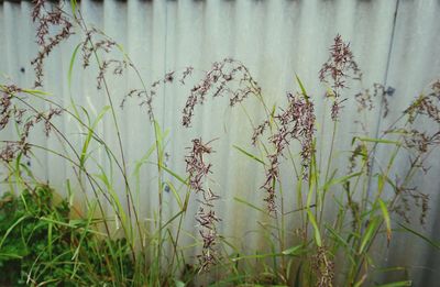 Close-up of plants