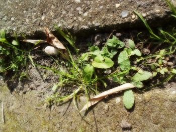 Plants growing on rock