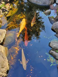 High angle view of koi carps swimming in lake