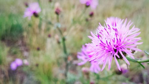 Close-up of pink flowers