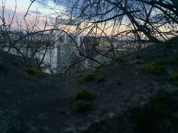 Bare trees against sky at sunset