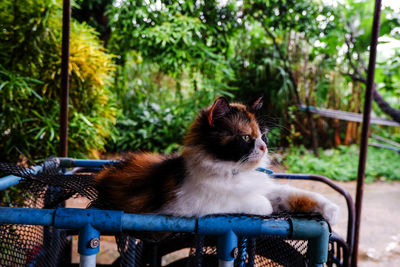 View of a cat sitting on seat