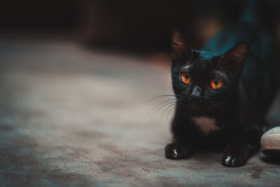 Close-up portrait of black cat