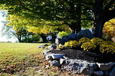 Trees growing on rocks