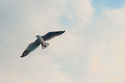 Low angle view of seagull flying in sky