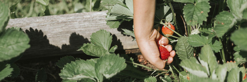 Low section of person with plants