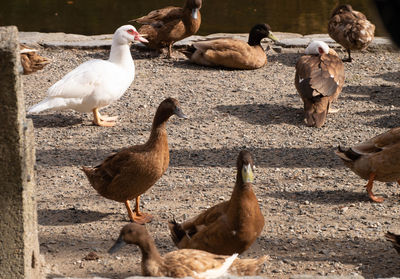 Ducks on a field