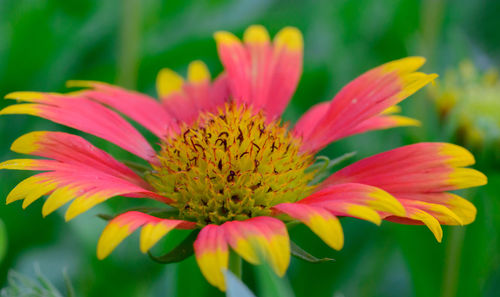 Close-up of pink flower