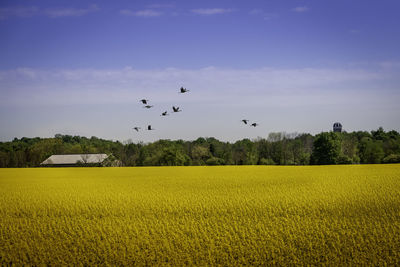 Canola fields in full bloom, blue sky with clouds and birds flying over