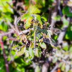 Close-up of spider on web