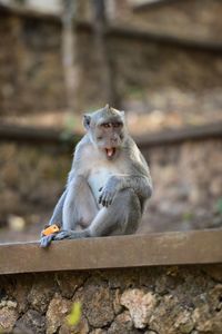 Portrait of monkey sitting on wood