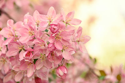 Close-up of pink cherry blossom