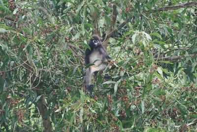 Monkey on tree