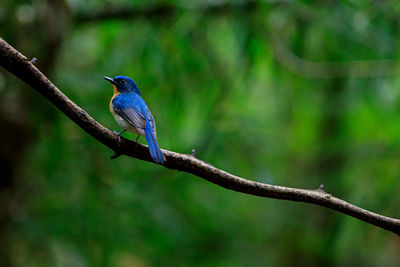 Bird perching on branch