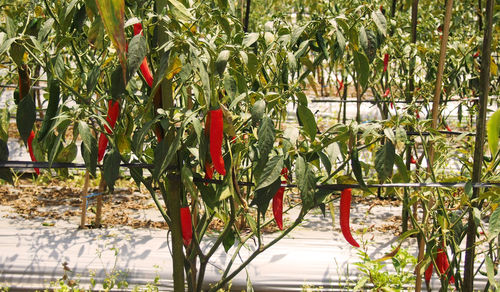 Plants growing outdoors
