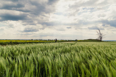 Rural meadow landscape photo