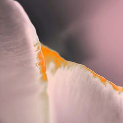 Close-up of orange rose flower