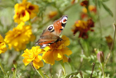 Close-up of butterfly on yellow flowers