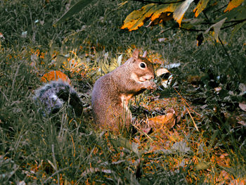 View of squirrel on field eating a peanut