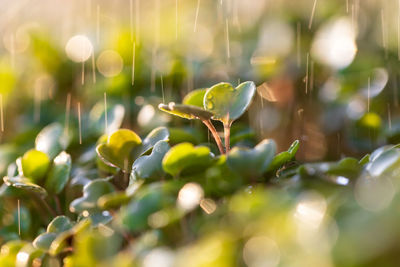 Young green sprouts/seedlings arugula under raindrops, selective soft focus. new life plant