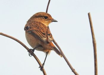 Low angle view of bird perching on branch against sky