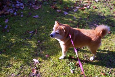 Dog looking away on field