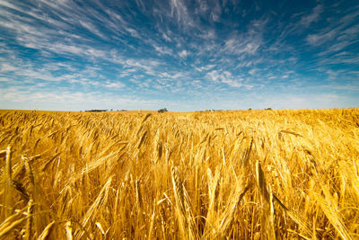 Scenic view of wheat field against sky