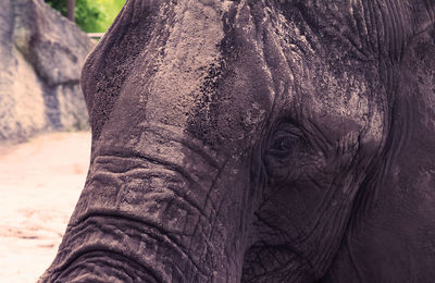 Close-up of dirty elephant