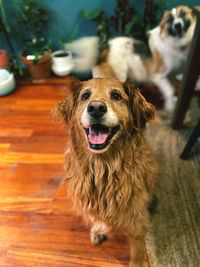 Portrait of dog at home