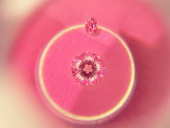 Close-up of pink flower