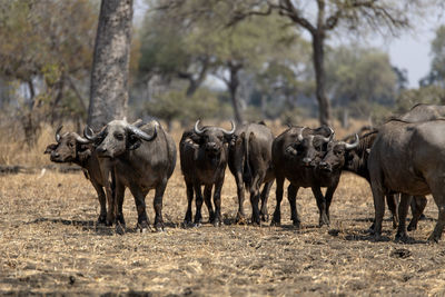 Buffalos in a field