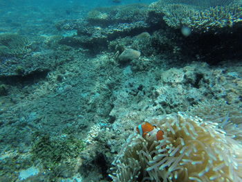 Clownfish swimming by sea anemone underwater