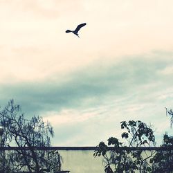Low angle view of birds flying in sky