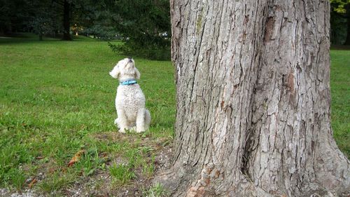 Rear view of man with dog on tree trunk