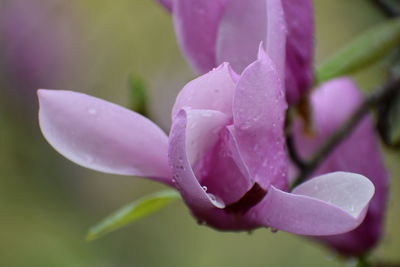 Close-up of pink rose flower