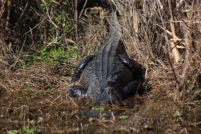 Alligator on grassy bank facing camera full body