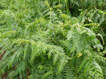 Full frame shot of pine tree