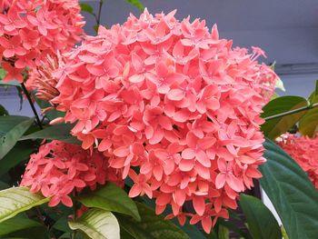 Close-up of pink flowering plant