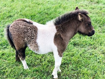 Side view of a horse on field