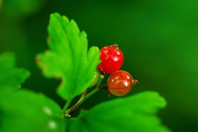 Close-up of red currant growing outdoors