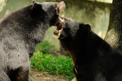 Side view of bears sitting in forest