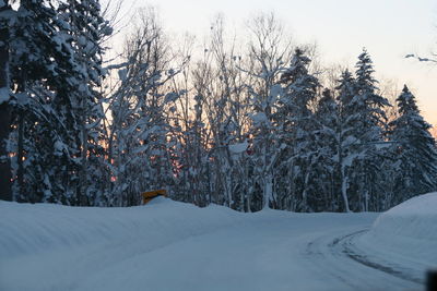 Snow covered trees in forest against sky