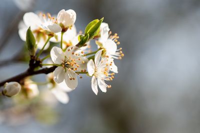 Close-up of white cherry blossoms in spring