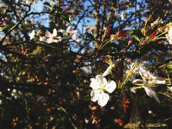 Low angle view of flowers on branch