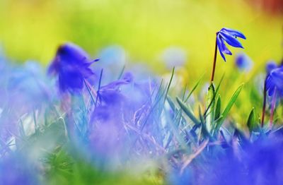 Close-up of purple crocus flowers on field