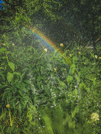 High angle view of wet plants in rainy season