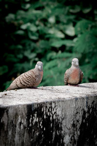 Close-up of birds perching on retaining wall