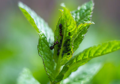 Peppermint plant with spawning of ants.an organic garden,italy.house plant with insect