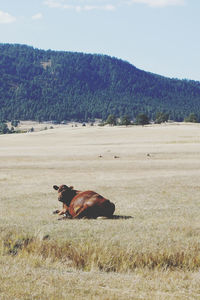 Dog lying in a field