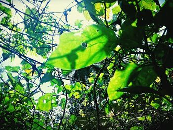 Low angle view of tree